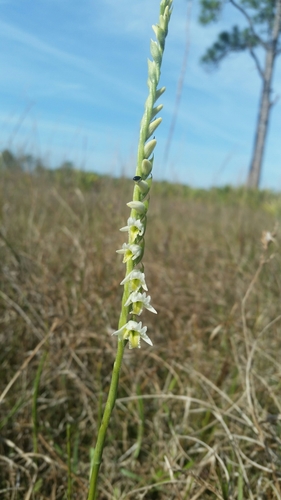 Image of Spiranthes longilabris by (c) Jay Horn, some rights reserved (CC BY)
