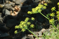 Lomatium klickitatense