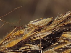 Oebalus