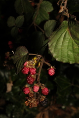 Rubus vestitus
