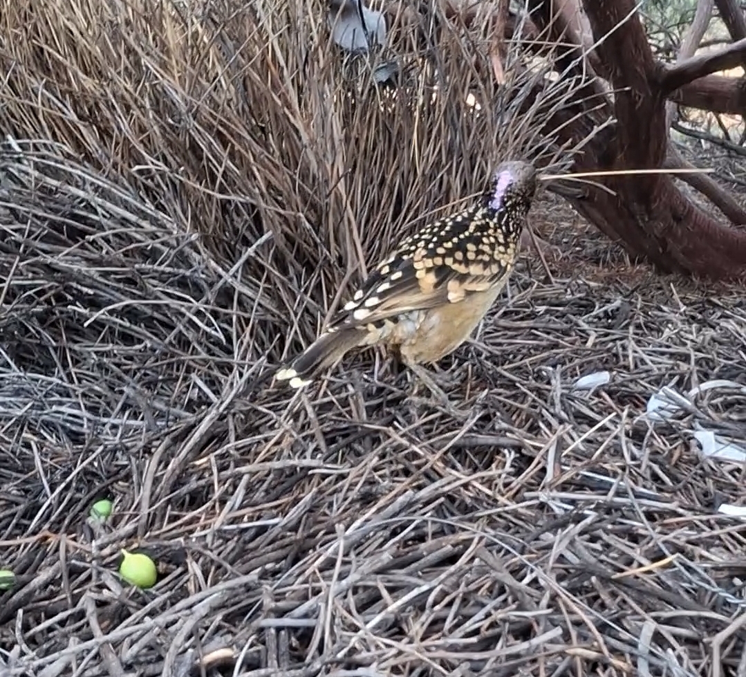 Western Bowerbird (Chlamydera guttata), photo 7