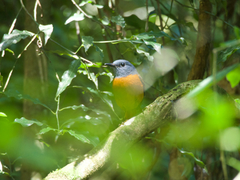 Monticola erythronotus