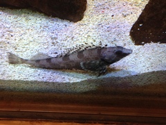 Shortspine Combfish photo 2