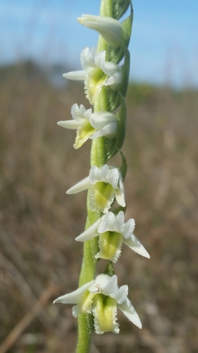 Image of Spiranthes longilabris by (c) Jay Horn, some rights reserved (CC BY)