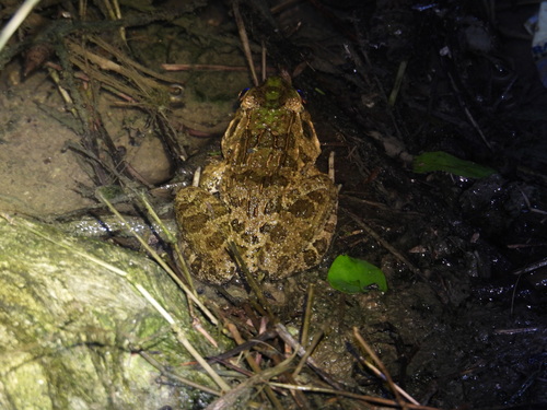 Fejervarya cancrivora