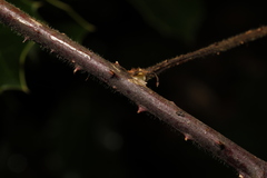 Rubus vestitus