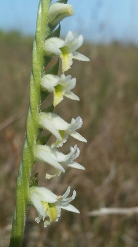 Image of Spiranthes longilabris by (c) Jay Horn, some rights reserved (CC BY)