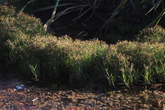 Cyperus nitidus