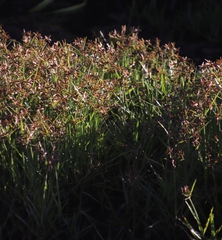 Cyperus nitidus