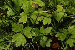 Ranunculus repens