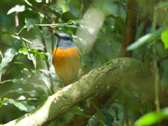 Monticola erythronotus