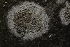Fungi