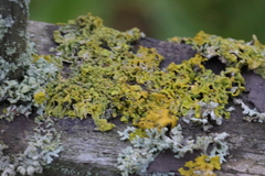 Xanthoria parietina