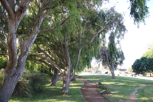 Weeping willow