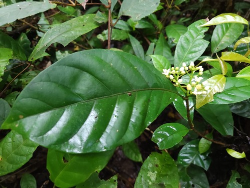 Vavaea amicorum observed 2025-09-03