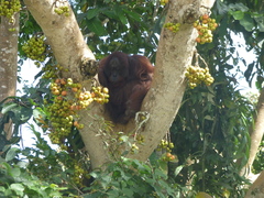 Pongo pygmaeus morio