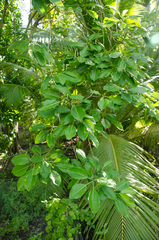 Ficus grevei