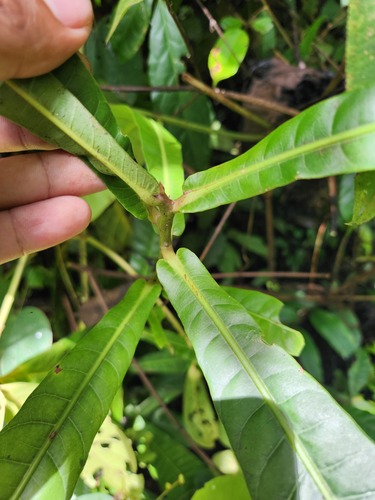 Campnosperma brevipetiolatum observed 2025-09-03
