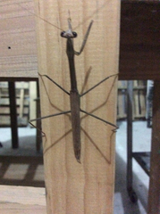 Phasmomantis sumichrasti