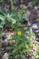 Melampodium montanum
