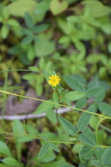 Melampodium montanum