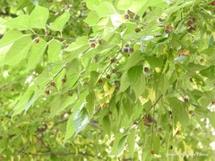 Celtis occidentalis
