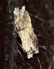 Antithemerastis acrobela
