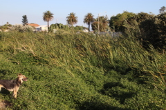 Commelina diffusa diffusa