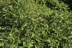 Commelina diffusa diffusa