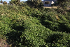 Commelina diffusa diffusa