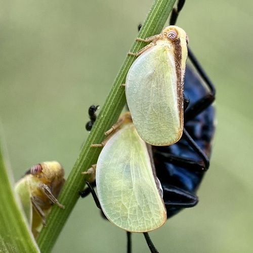 Acanalonia fasciata photo 3