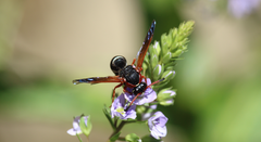 Hypodynerus tuberculatus