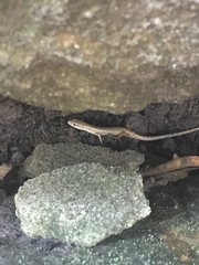 Saproscincus spectabilis