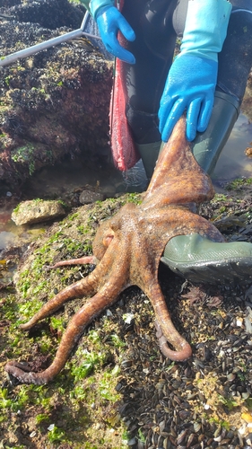 Octopus vulgaris