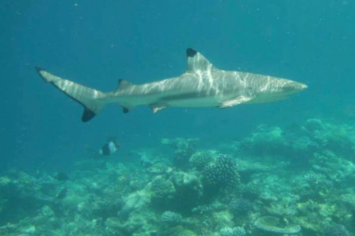 Carcharhinus melanopterus