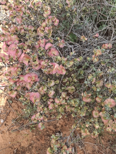 Top-fruit Bluebush (Maireana turbinata)
