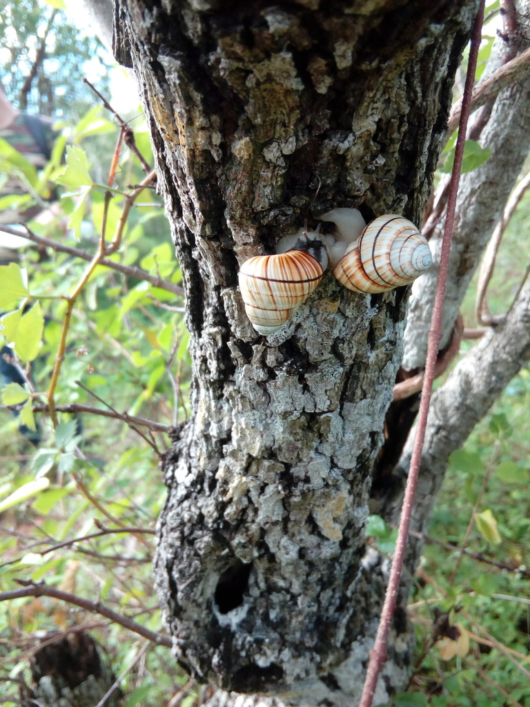Polymita brocheri