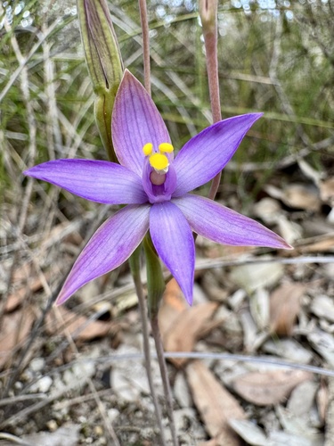 southern curly locks (Thelymitra uliginosa)