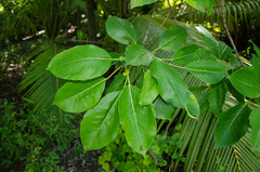 Ficus grevei