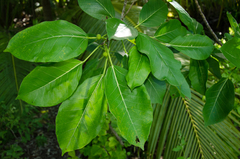 Ficus grevei