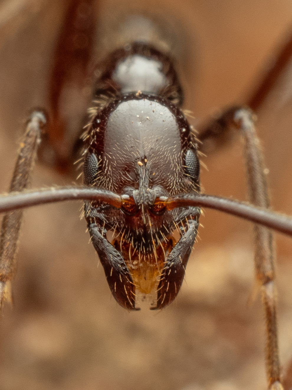 Leptogenys laeviterga