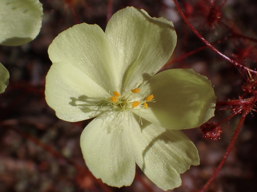 Drosera subhirtella (Drosera subhirtella)