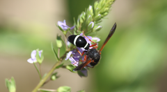 Hypodynerus tuberculatus