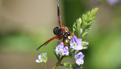 Hypodynerus tuberculatus