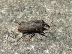 Sphenophorus coesifrons