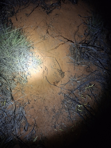 Greater Bilby (Macrotis lagotis)