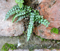 Asplenium trichomanes