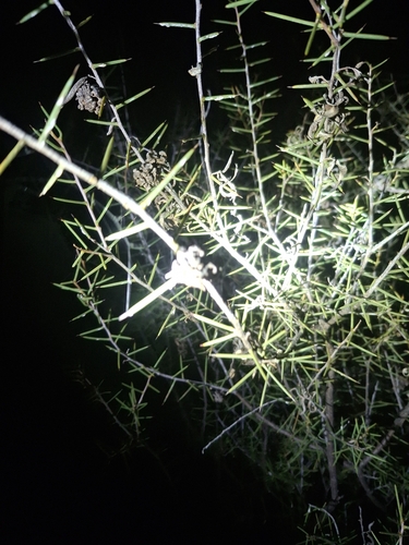 Acacia colletioides, photograph 4