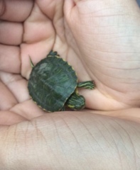 Trachemys scripta troostii