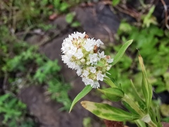 Edrastima goreensis